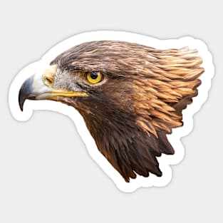 Golden Eagle Sticker